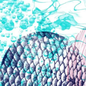 illustrtation rubrique : 2025 / Les 5e Rencontres de l’alimentation durable